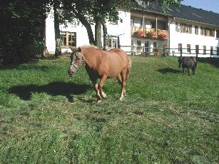Ferienwohnung: Urlaub auf dem Bauernhof in der Eifel auf dem Antoniushof in Hüttingen bei Lahr