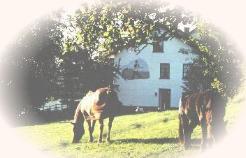 Urlaub auf dem Bauernhof in der Eifel auf dem Antoniushof in Hüttingen bei Lahr