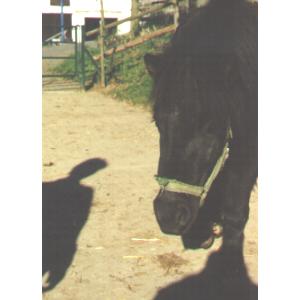 Ferienwohnung: Urlaub auf dem Bauernhof in der Eifel auf dem Antoniushof in Hüttingen bei Lahr